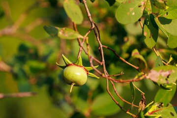 Obraz premium Mangrove Fruit on Tree in Kalametiya Reserve, Sri Lanka