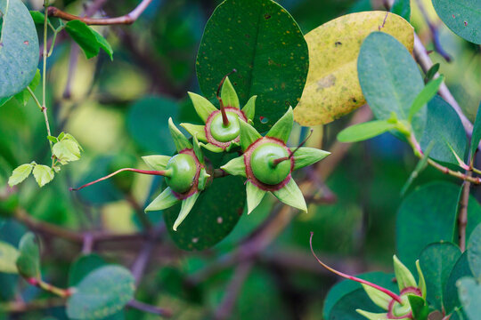 Mangrove Fruit on Tree in Kalametiya Reserve, Sri Lanka