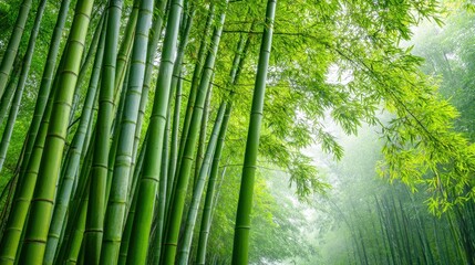 Green bamboo forest with mist and light. Natural serene background for environmental concepts. Peace and tranquility in nature.