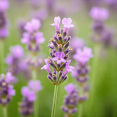 Obraz premium Macro shot of vibrant purple lavender flowers blooming in a summer field with soft bokeh background