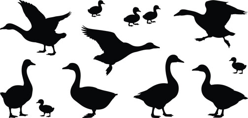 Black silhouette vector set of domestic geese and ducks including flying birds and small ducklings isolated on white background for nature and farm design © MDASIKUL