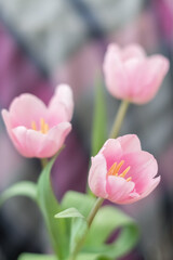 Pink tulips on colored background, selective focus.