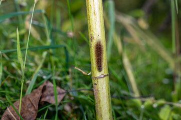 Brown hairy caterpillar on a plant