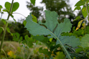 Butterfly caterpillar on a leaf
