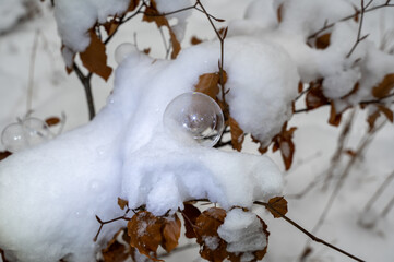 A frozen soap bubble rests on a plant covered in snow on a cold winter day