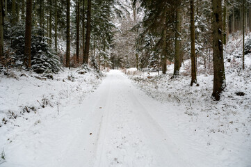 A forest path in winter with snow