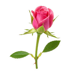 A single pink rose with green leaves on a white background, isolated and serene.