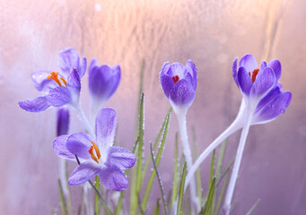 Zbliżenie na fioletowe krokusy, symbol budzącej się wiosny © mycatherina