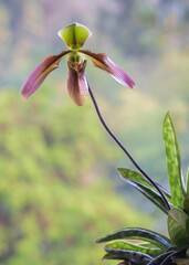 Closeup view of lady slipper orchid species paphiopedilum appletonianum var. hainanense with green and purple pink flower on natural background © Cyril Redor