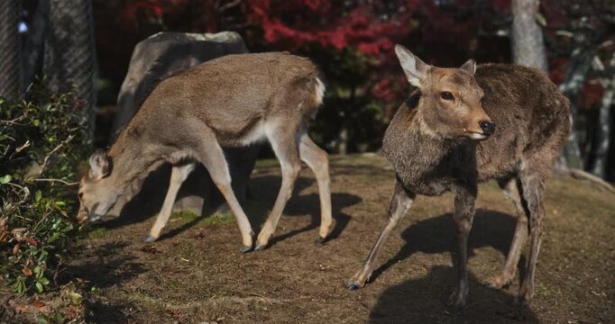 Sunrise glow on beautiful deers standing in autumn park