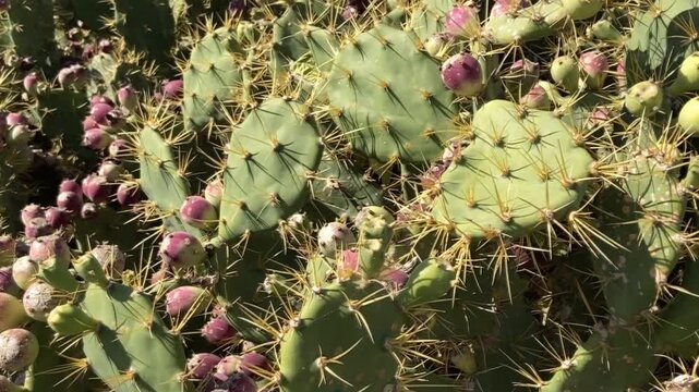 Opuntia stricta cactus plants with pink ripe fruits close up, 4K.