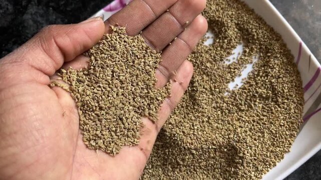 Close-up of a person holding a handful of dried carom seeds (Ajwain) over a plate