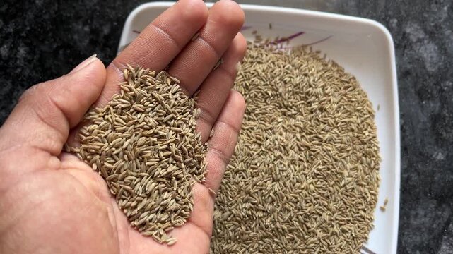 Close-up of a person holding a handful of dried cumin seeds (Jeera)