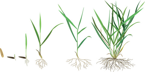Fototapeta premium Growth stages of lawn grass (Perennial ryegrass or Lolium perenne) plant development from seed germination to tillering. Life cycle of lawn grass isolated on white background