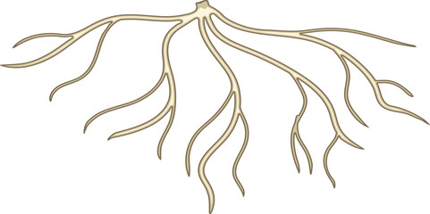 Naklejka premium Fibrous root system isolated on white background
