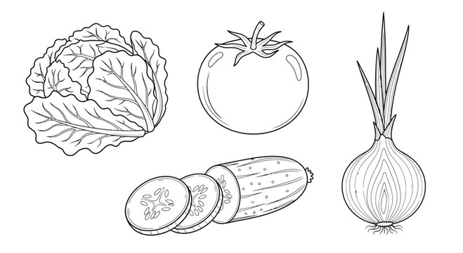 Fresh Vegetables Line Drawing: Cabbage, Tomato, Cucumber, Onion - Healthy Food Illustration