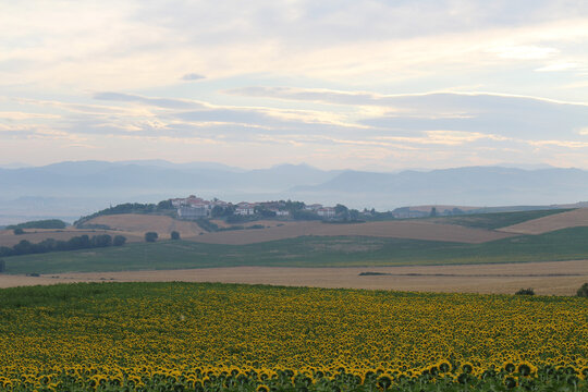 Sunflower farm on the way to Zariquiegui along Camino de Santiago, July 2024