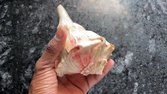Person holding a large sacred Shankha (conch shell) used in Hindu rituals