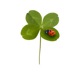 Ladybug on a green   four leaf clover isolated on transparent background
