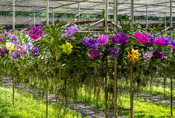 Beautiful orchids in their natural habitat close-up in Thailand