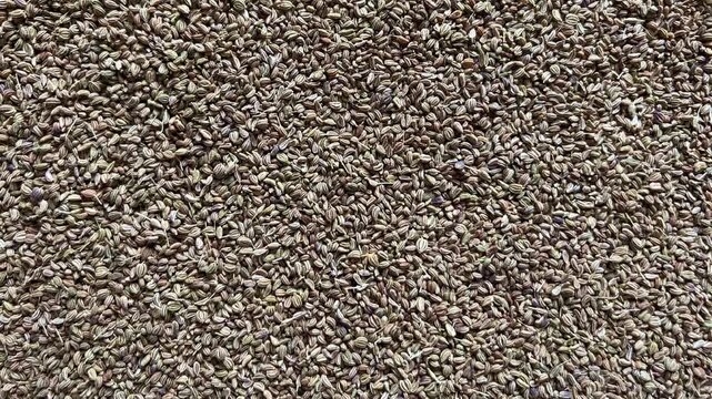 Dried cumin seeds (Jeera) served on a white square floral plate