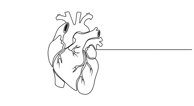 Detailed anatomical illustration of a human heart with a line pointing to a specific section for medical education or health awareness concepts