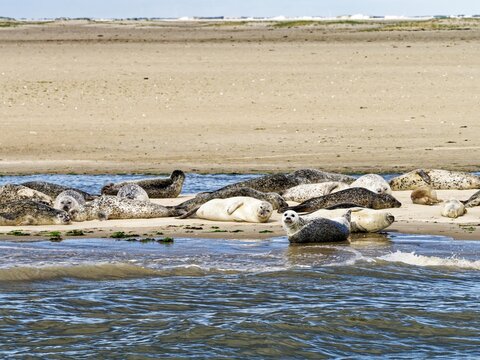 Seehunde am Strand vor der Insel Langeoog