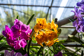 Beautiful orchids in their natural habitat close-up in Thailand