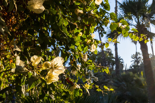 Sunlit bougainvillea and palm trees against a blue sky. Jardin Majorelle,Marrakech,Morocco