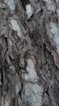 Closeup tracking video of the intricate texture of a Scots Pine tree trunk, showcasing the flaky inner layers and deep grey-brown fissures in the natural soft sunlight