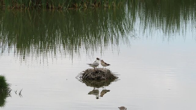 A stunning fotorrealistic macro view of two Whiskered Terns (Chlidonias hybrida) interacting delicately on a floating nest structure within a marshland, with a sharp dragonfly flying by and deep, deta