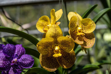 Beautiful orchids in their natural habitat close-up in Thailand