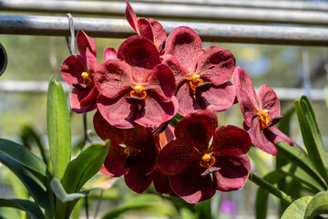Beautiful orchids in their natural habitat close-up in Thailand