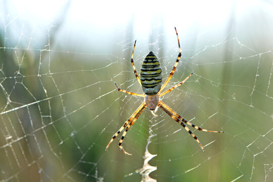 large wasp spider sits on a web on a blurred background. Argiope Bruennichi, or lat spider wasp. Argiope bruennichi catches his victim, a species of araneomorph spider. macro black-yellow male spider.