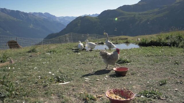 oie et poule dans un enclos