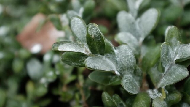 A macro shot showing the devastating beauty of an ice storm. Continuous freezing rain encases vibrant green magnolia leaves in a thick layer of ice, illustrating the impact of climate change