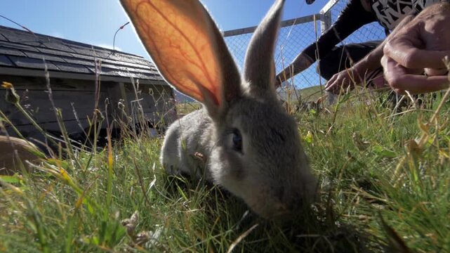 Lapin aux grandes oreilles