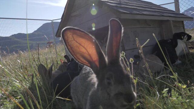 Lapin aux grandes oreilles