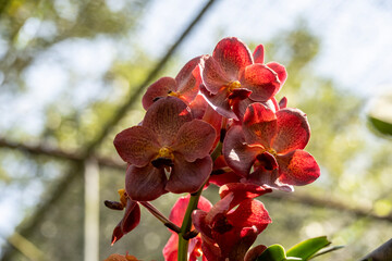 Beautiful orchids in their natural habitat close-up in Thailand