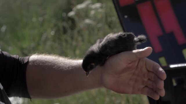 Poussin noir sur avant bras