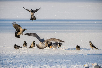 Battle of birds for a piece of bread in winter.