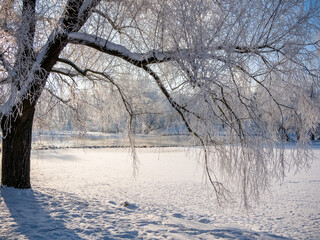 A snow covered tree branch is the main focus of this image