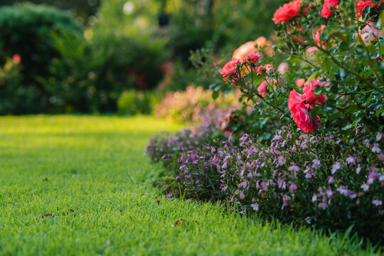 Beautiful landscaped garden with blooming pink roses and green grass lawn.