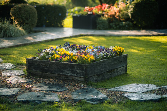 Colorful pansy flowers in wooden planter box with morning dew and bokeh background