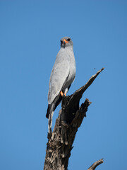 Wei&szlig;b&uuml;rzel-Singhabicht, Melierax poliopterus