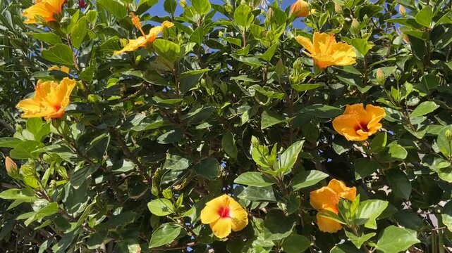 Hibiscus rosa-sinensis with yellow flowers also known as Chinese hibiscus, China rose, Hawaiian hibiscus, Rose mallow in tropical garden of Tenerife,Canary Islands,Spain,4K