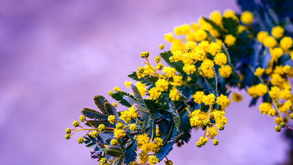 ミモザの花のアップ