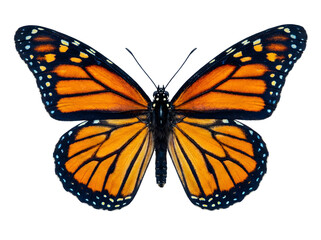 Obraz premium A vibrant Monarch butterfly with iconic orange and black wings isolated against a clean black background