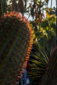 Close-up of a cactus with red spines, backlit by the sun, in a garden setting. Jardin Majorelle,Marrakech,Morocco