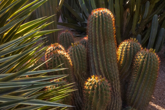 Sunlit cacti and spiky yucca plants in a garden setting. Jardin Majorelle,Marrakech,Morocco